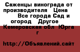 Саженцы винограда от производителя › Цена ­ 800 - Все города Сад и огород » Другое   . Кемеровская обл.,Юрга г.